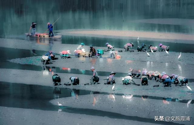 無聲的蝶意，霞浦一絕的沙塘劍蟶