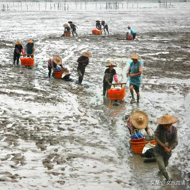 無聲的蝶意，霞浦一絕的沙塘劍蟶