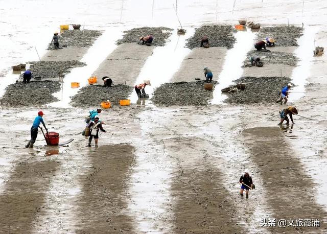 無聲的蝶意，霞浦一絕的沙塘劍蟶