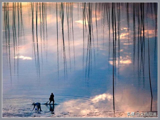 無聲的蝶意，霞浦一絕的沙塘劍蟶