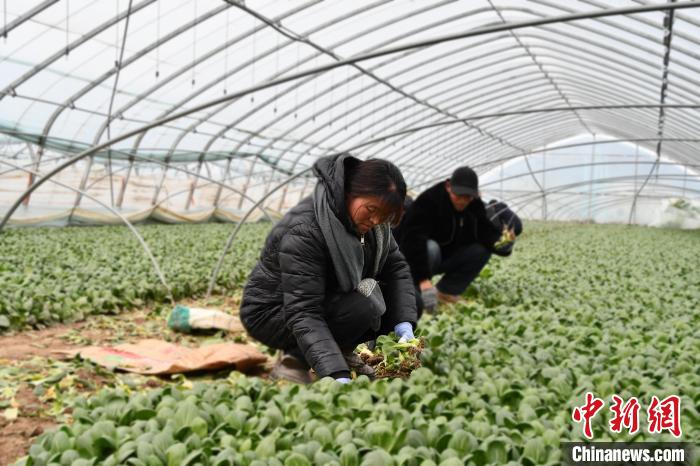 山東塑造“舌尖上的金名片” 特色農(nóng)業(yè)釋放共富效應(yīng)