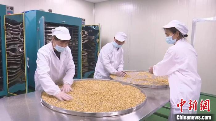 （身邊的變化）閩北黃精產(chǎn)業(yè)蓬勃發(fā)展 科技創(chuàng)新賦能升級(jí)