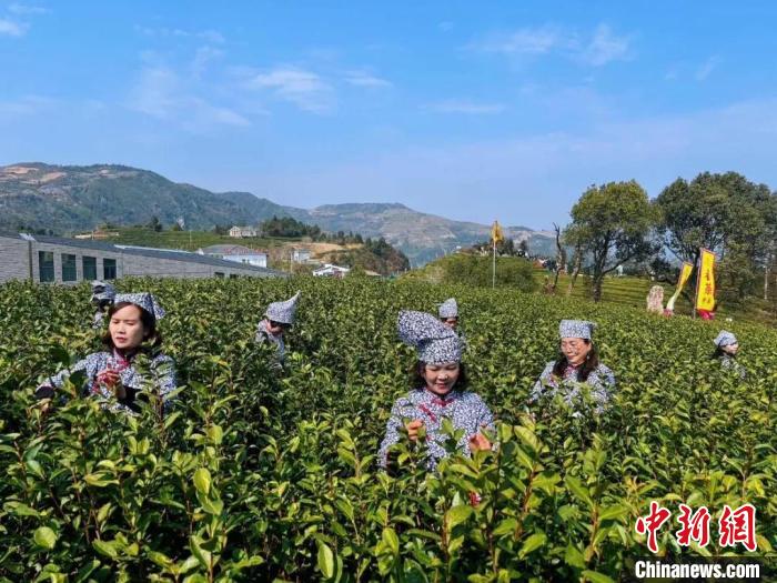 杭州西湖龍井將于3月中旬開采