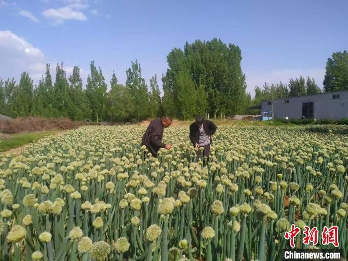 山東“新農(nóng)人”逐“數(shù)”向“智” 賦能鄉(xiāng)村振興“新圖景”