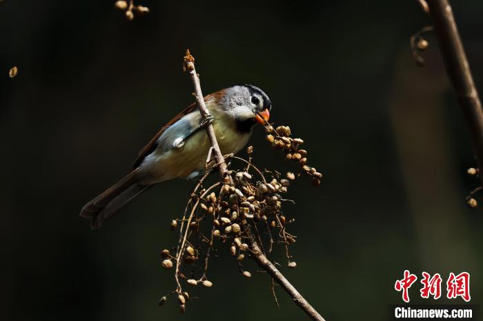 國家“三有”保護(hù)動物灰頭鴉雀現(xiàn)身安徽祁門