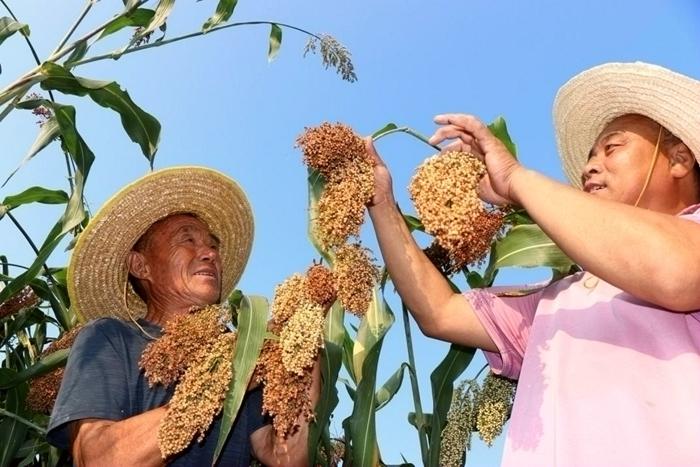 白酒企業(yè)如何踐行“真善美”？古井貢酒用行動(dòng)給出答案