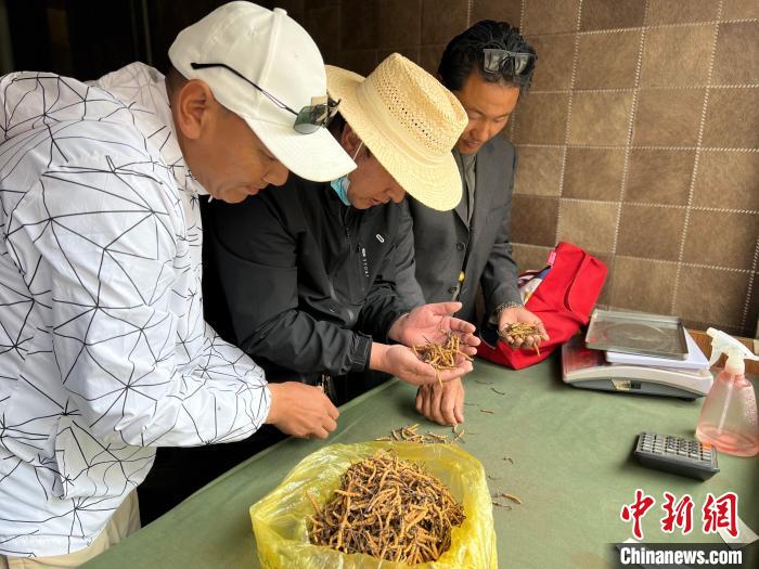 青海：4.48萬農牧民參與林草工程 生態(tài)惠民成效顯著