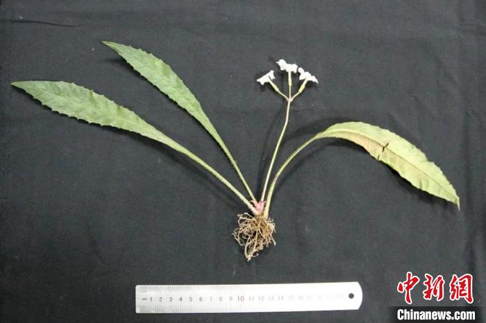 四川青神發(fā)現(xiàn)植物新種定名“眉山報(bào)春”