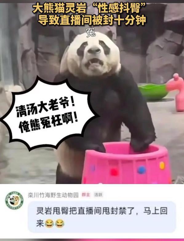直播被封第一熊？大熊貓性感抖臀致直播間被封，網(wǎng)友熱議不斷