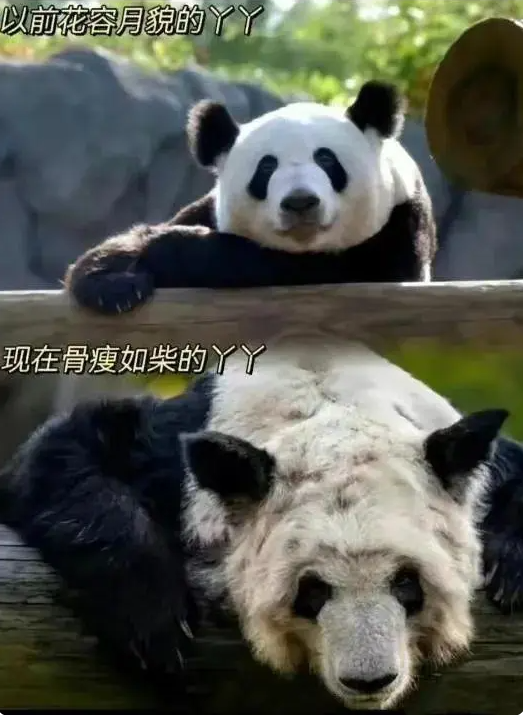 “丫丫”到底怎么了？骨瘦如柴、毛發(fā)脫落 → 網(wǎng)友：像吸毒了一樣！