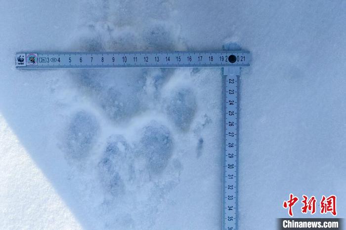 黑龍江饒河：正月還沒過去 東北虎又來了