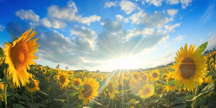 收入首次突破70億，洽洽食品以“品質+創(chuàng)新”跨越新周期