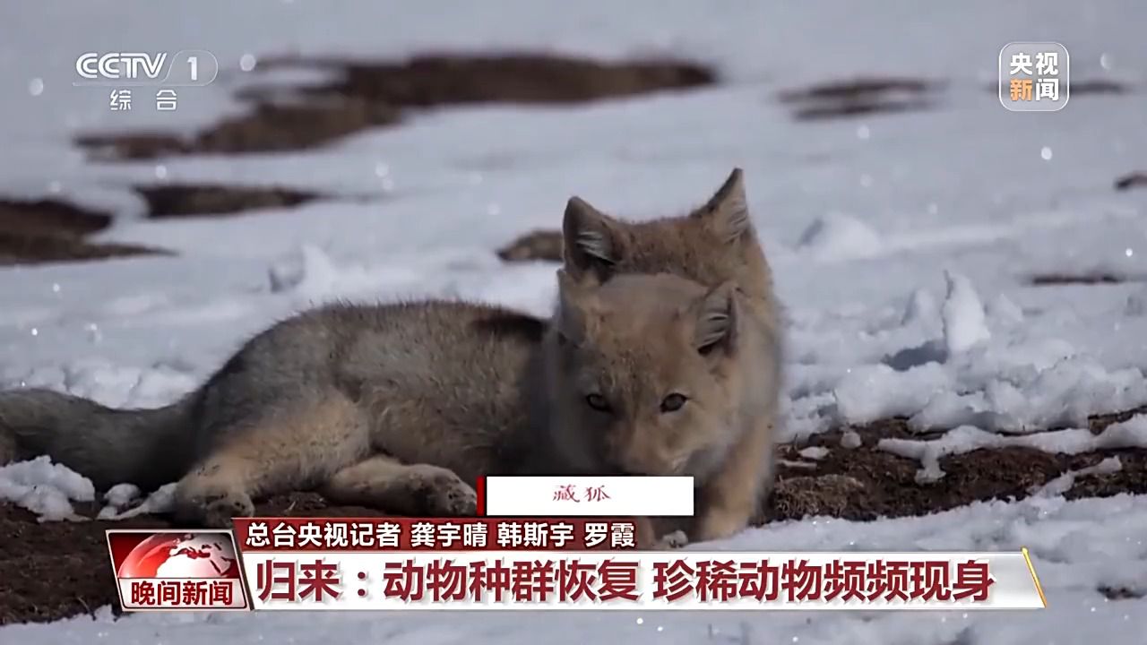 看見美麗中國丨三江源20年蛻變：千湖歸來 “中華水塔”煥新生