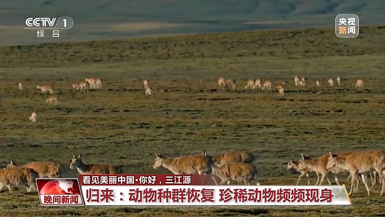 看見美麗中國丨三江源20年蛻變：千湖歸來 “中華水塔”煥新生