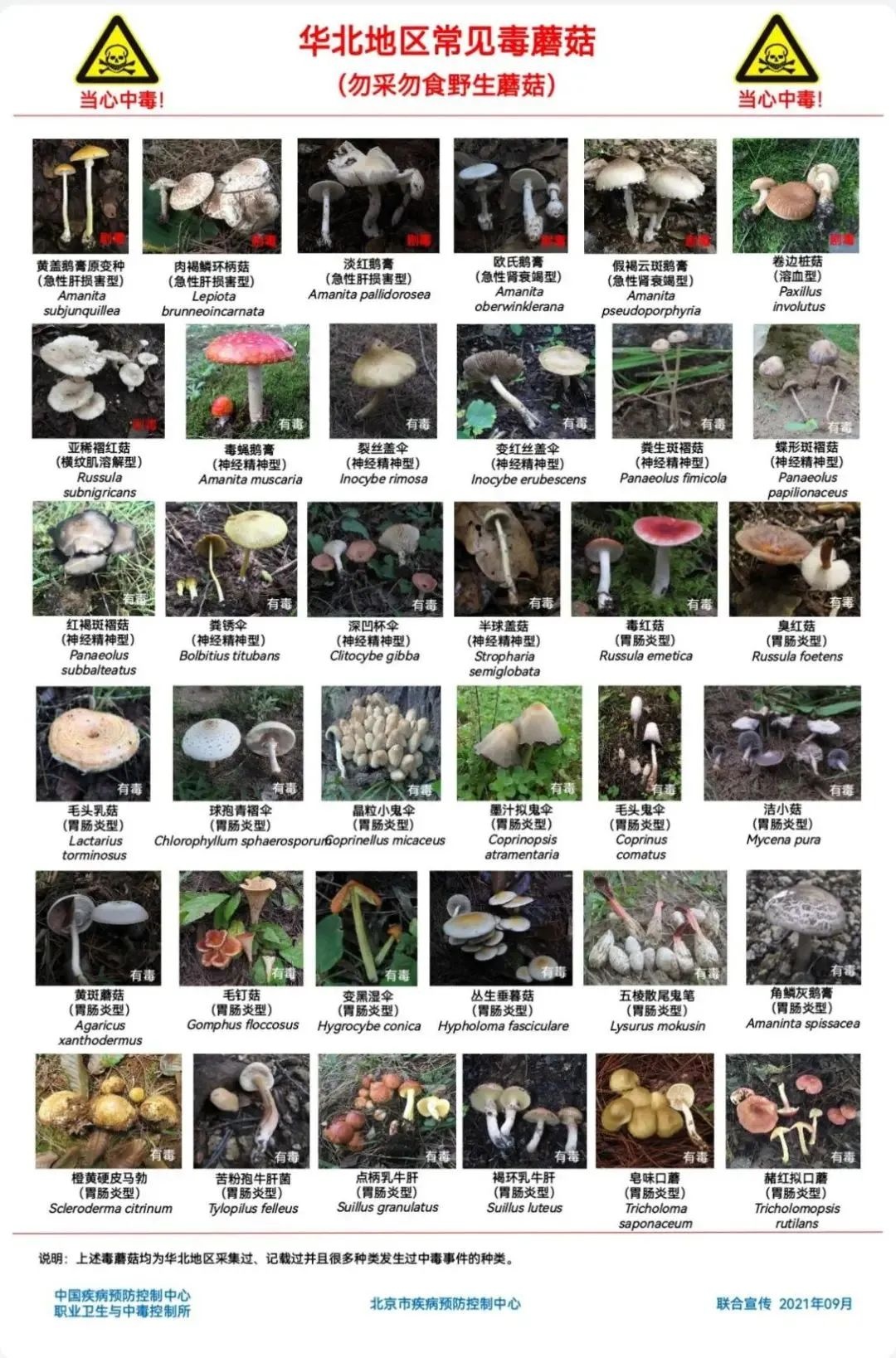 雨后大量出現(xiàn)！別摘、別買、別吃，可致多器官衰竭