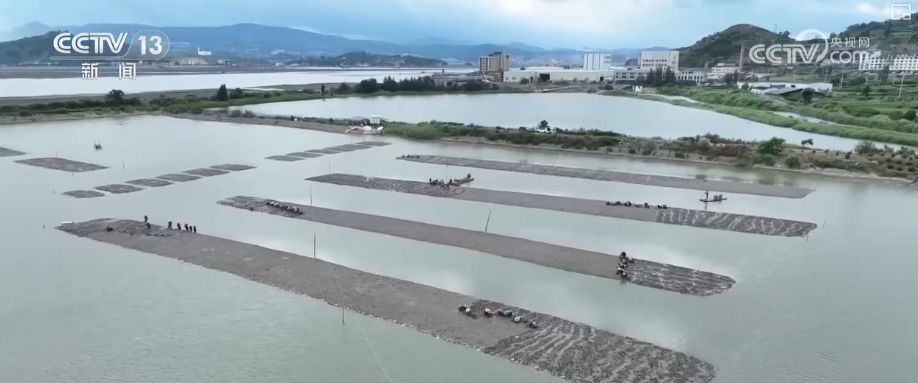 “糧飼雙收”“一塘多收”……新技術(shù)“大顯身手”繪就秋日別樣好“豐”景