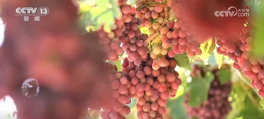 “糧飼雙收”“一塘多收”……新技術(shù)“大顯身手”繪就秋日別樣好“豐”景