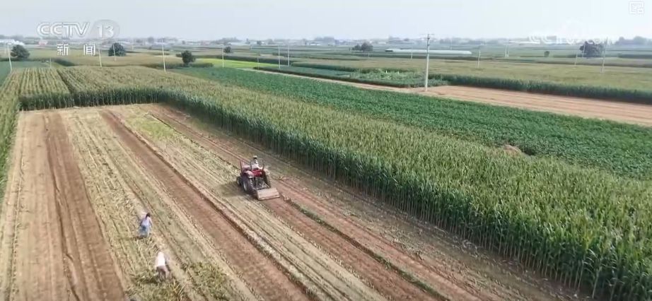 “糧飼雙收”“一塘多收”……新技術(shù)“大顯身手”繪就秋日別樣好“豐”景