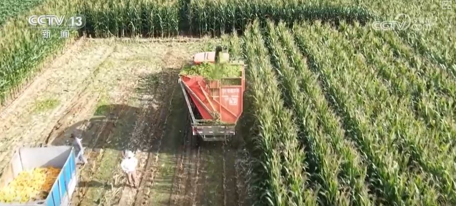 “糧飼雙收”“一塘多收”……新技術(shù)“大顯身手”繪就秋日別樣好“豐”景