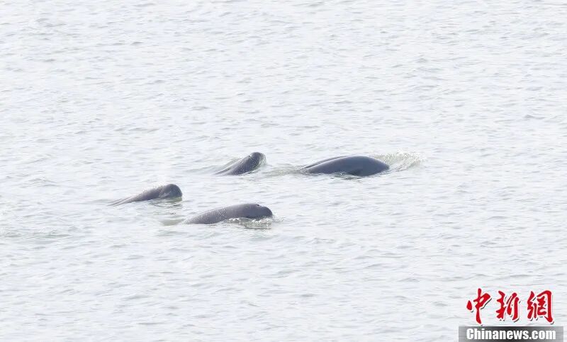 圖為在南昌“江豚灣”，成群江豚歡快暢游。章斌 攝.jpg