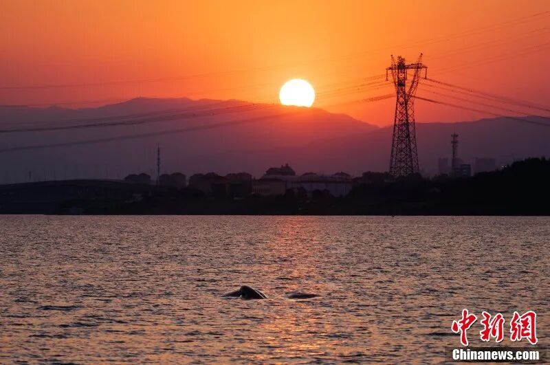 圖為在南昌“江豚灣”，江豚暢游與夕陽構(gòu)成美好畫卷。章斌 攝.jpg