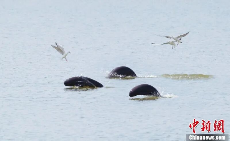 圖為南昌“江豚灣”，江豚和江鷗嬉戲。 余會(huì)功 攝.jpg