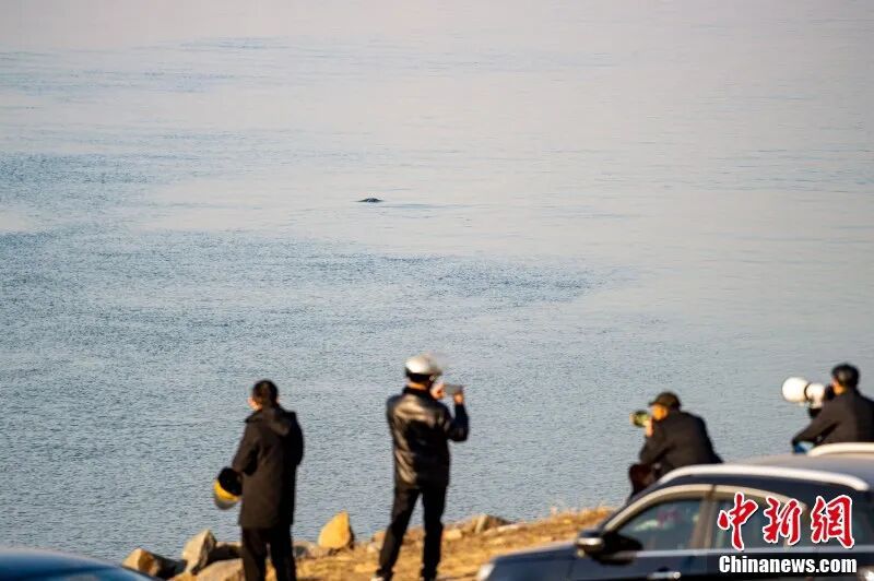 圖為攝影愛好者在南昌“江豚灣”拍攝江豚。 章斌 攝.jpg