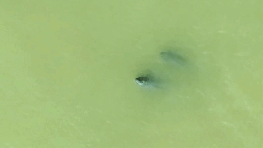 人這一輩子，一定要去一趟南昌看“微笑天使”！