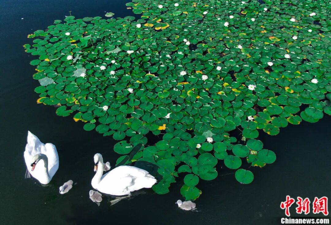 吉林大學(xué)，太寶藏了吧！